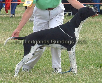 1st Junior Dog